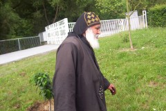 Pflanzen und Umgebung